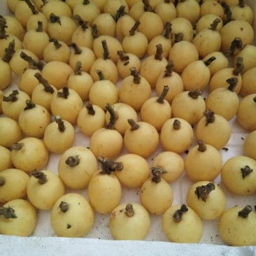 一市白枇杷