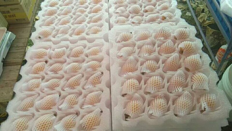 一市白枇杷