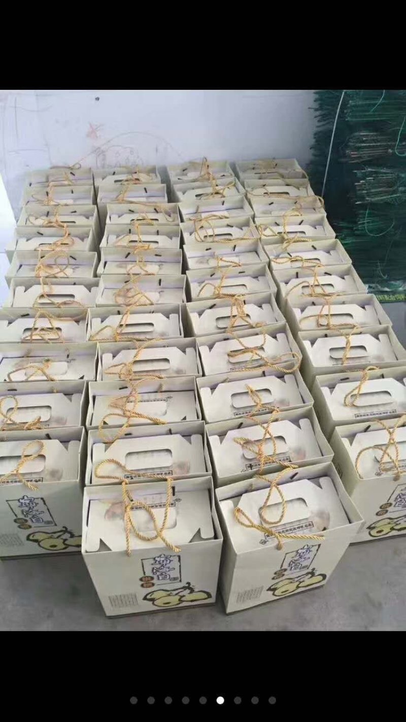 一市白枇杷