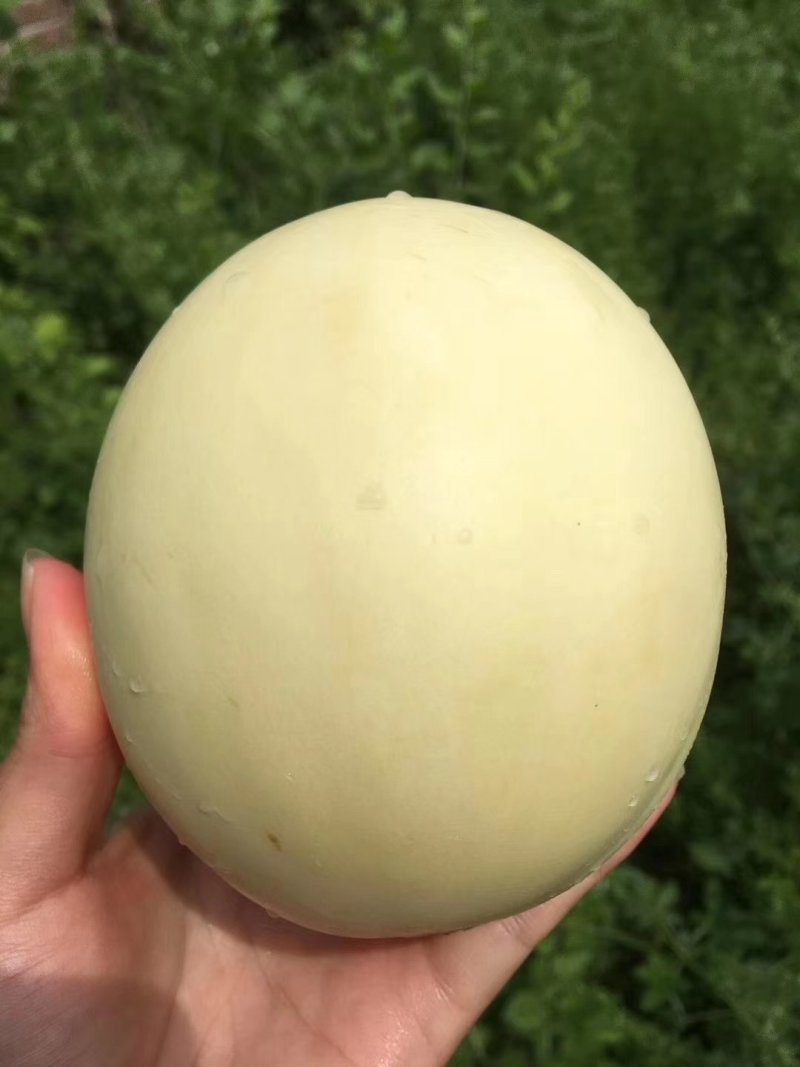 陕西阎良甜瓜可以大量供应电商，可一键代发