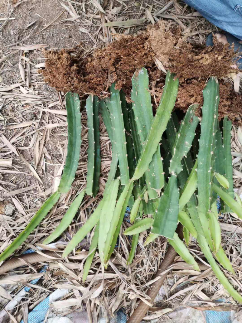 火龙果苗有根苗挂果产量高品种正宗可签合同
