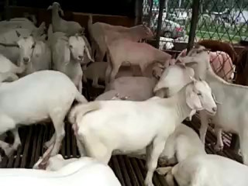 肉羊波尔山羊小尾寒羊种羊一只也批发