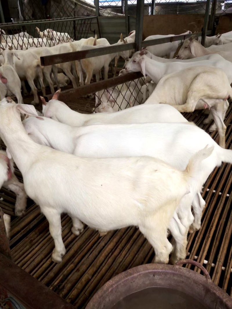 肉羊波尔山羊小尾寒羊种羊一只也批发