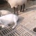 肉羊波尔山羊小尾寒羊种羊一只也批发