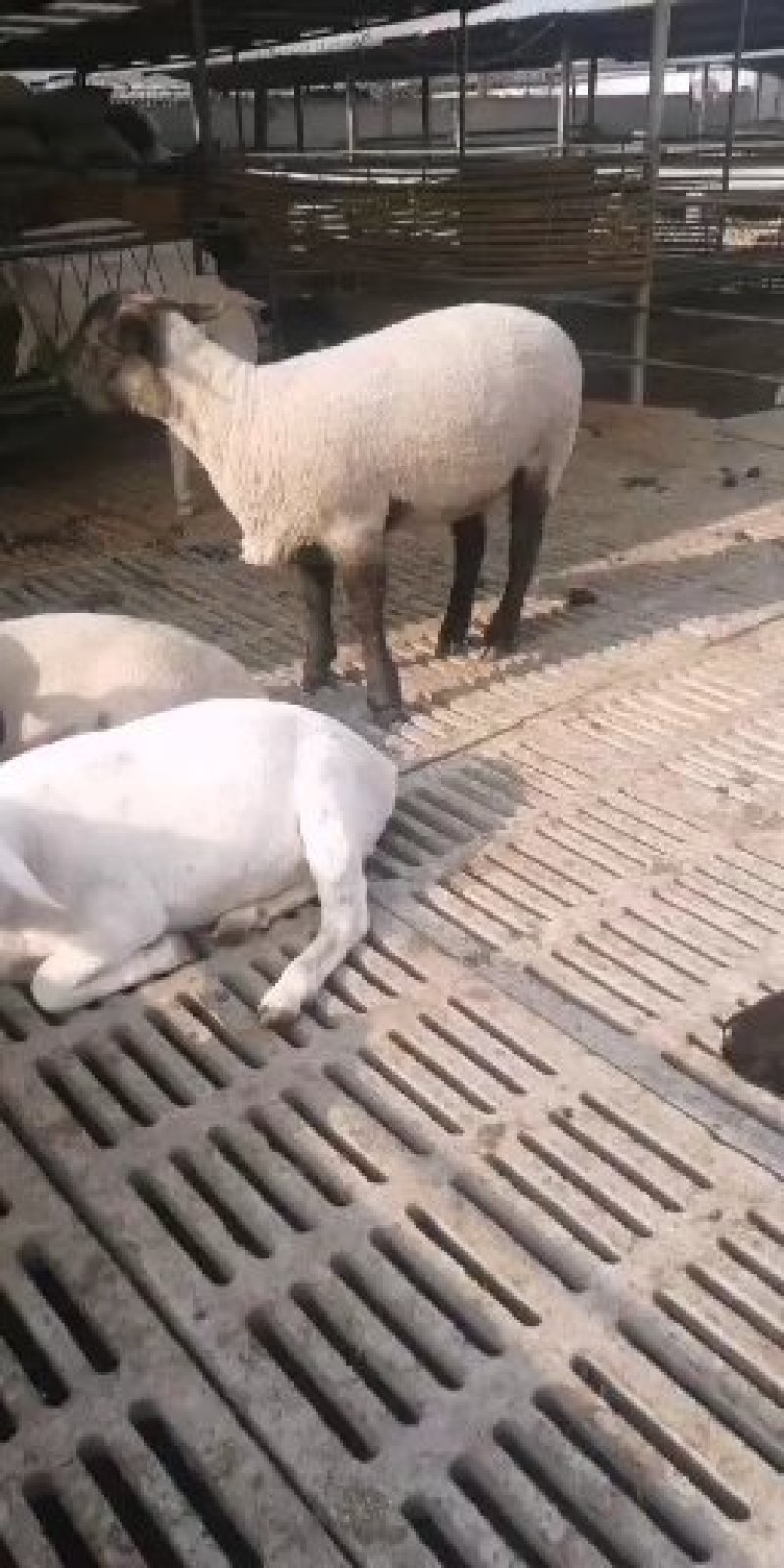 肉羊波尔山羊小尾寒羊种羊一只也批发