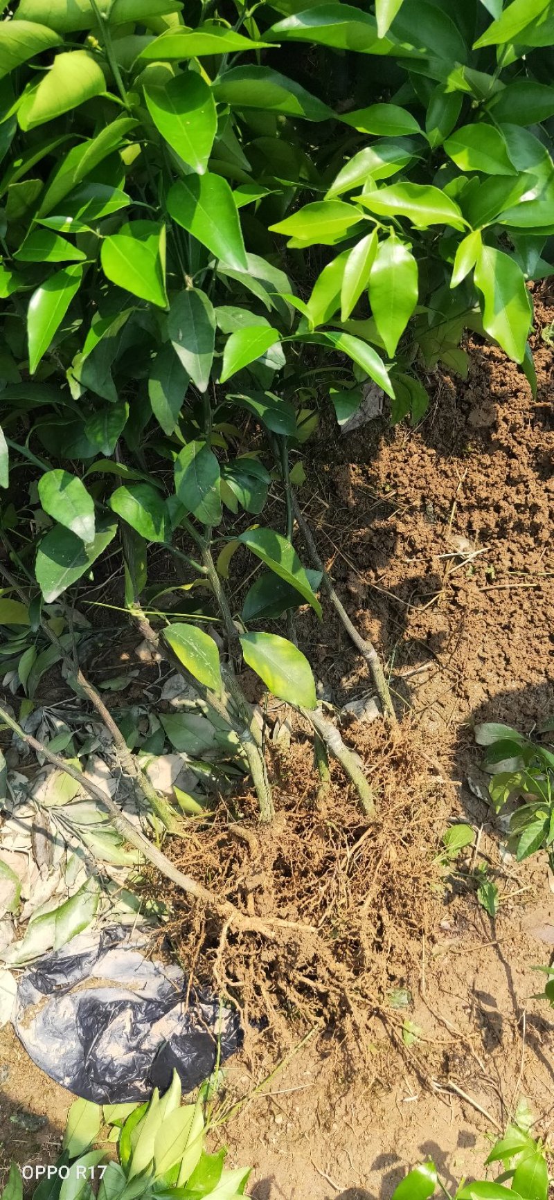 包邮正品【广西灵山沃柑】嫁接苗/直销