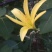 优质黄花菜苗