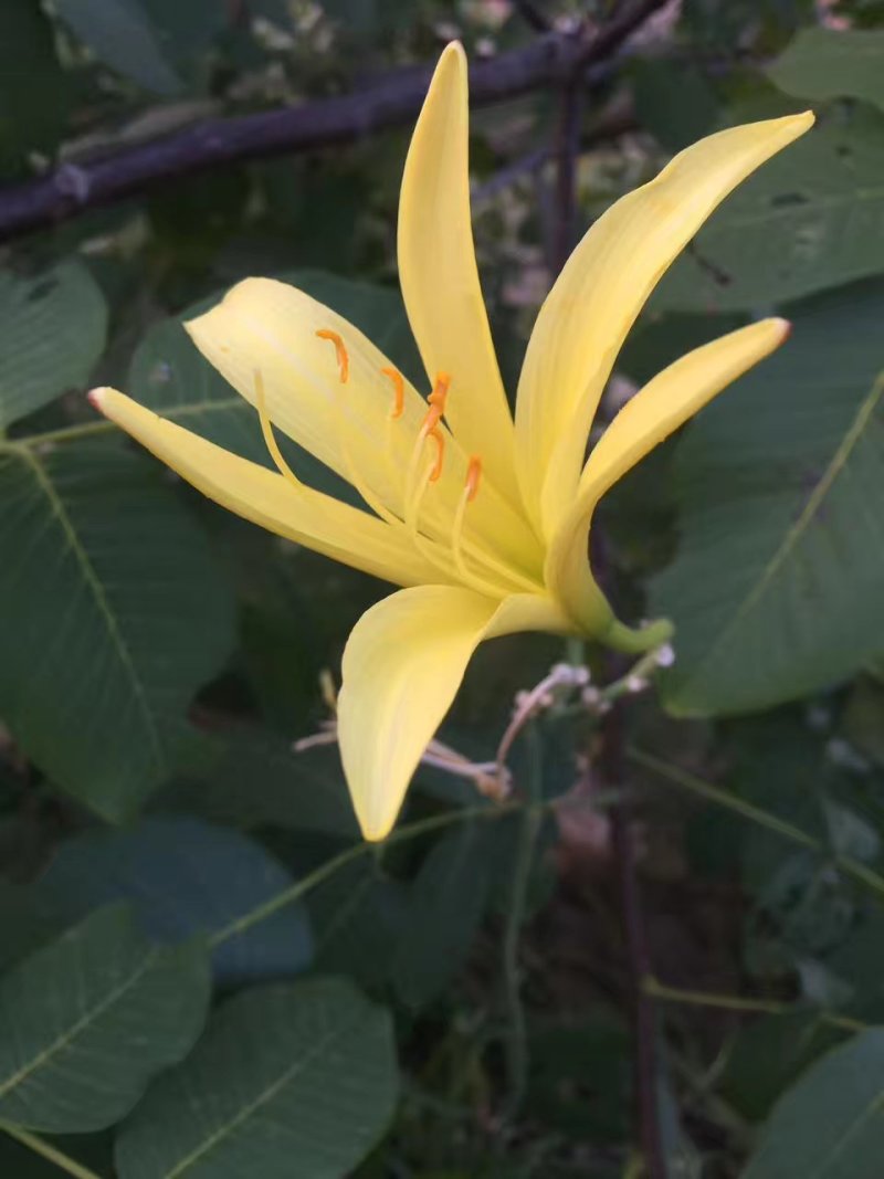 优质黄花菜苗