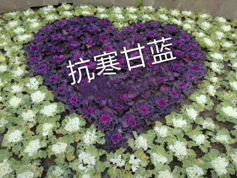 优质黄花菜苗