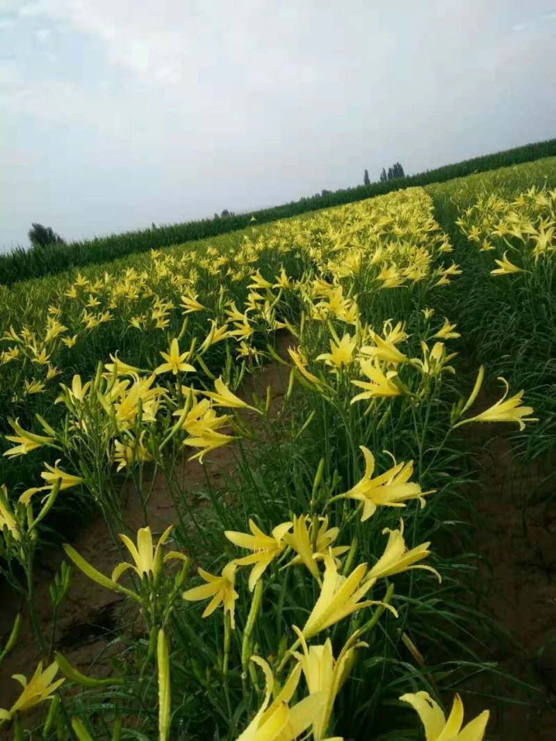 优质黄花菜苗