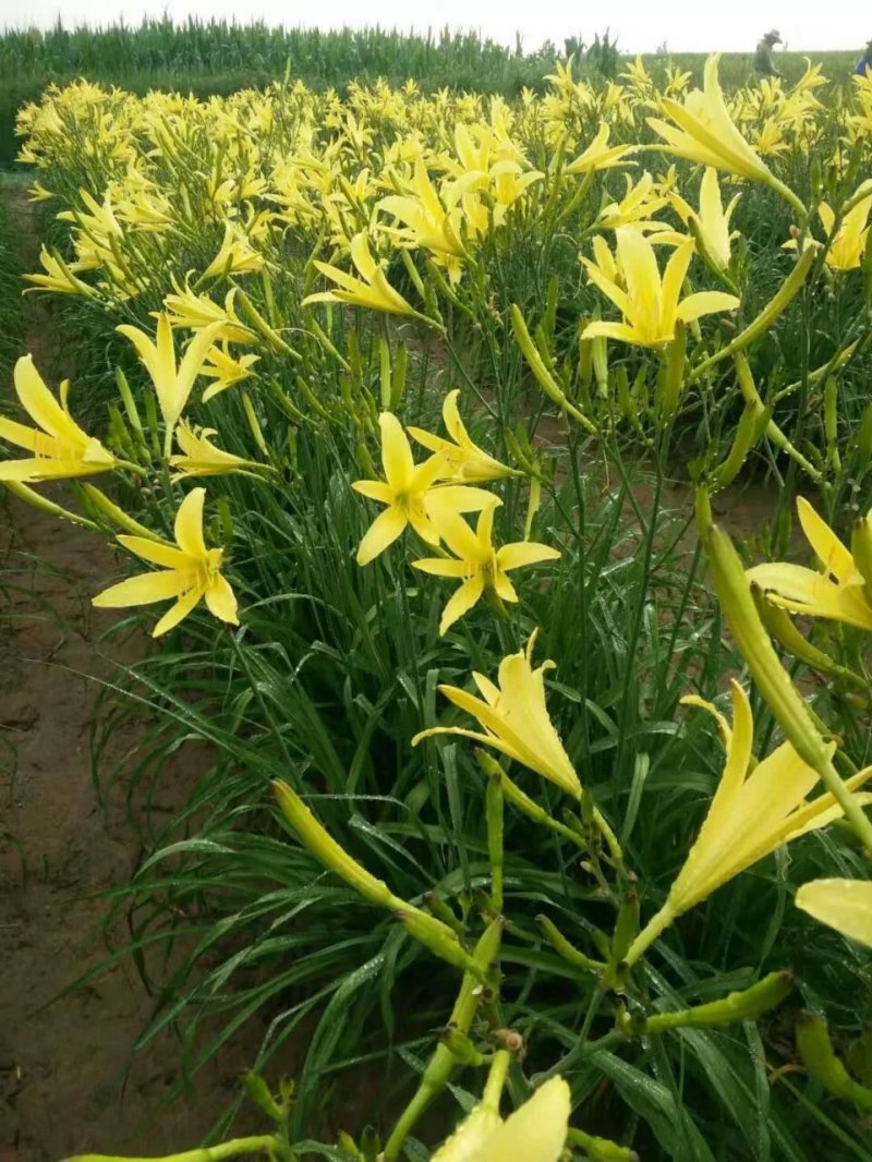 优质黄花菜苗