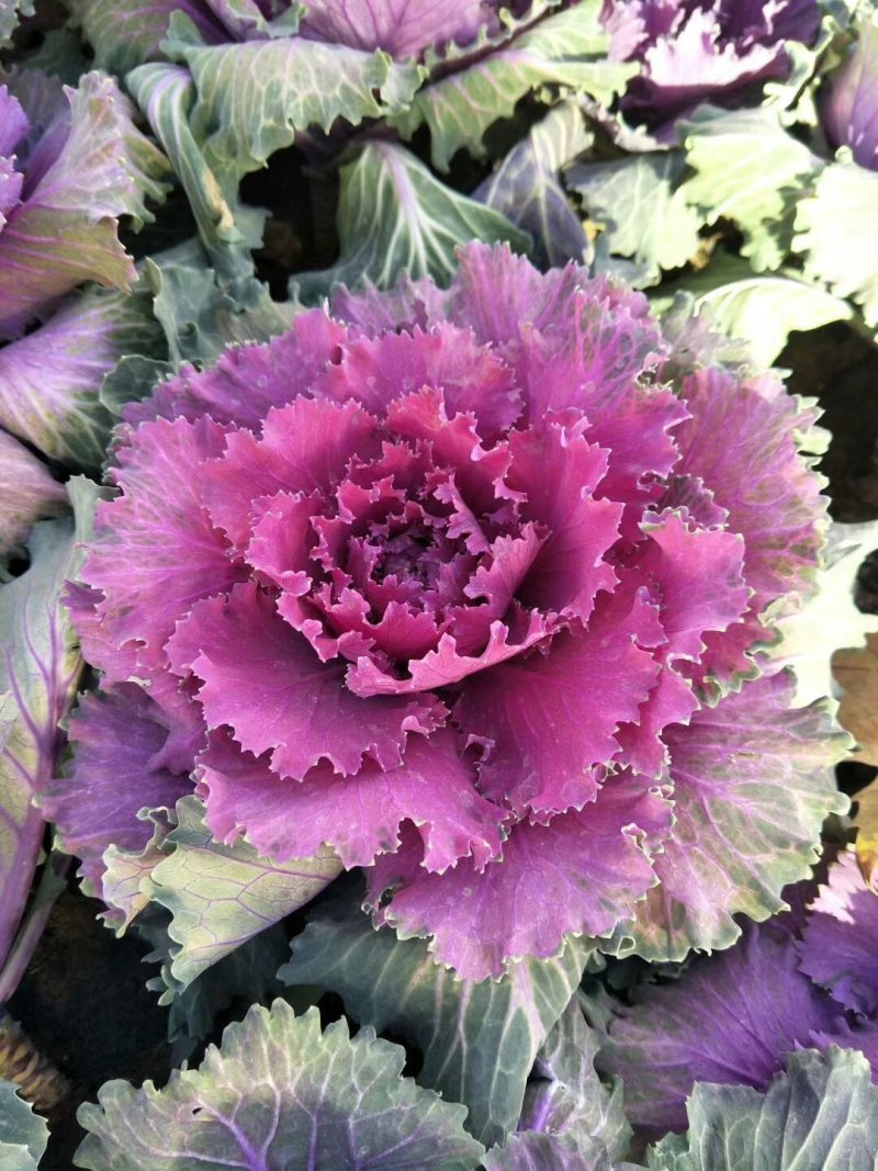 优质黄花菜苗
