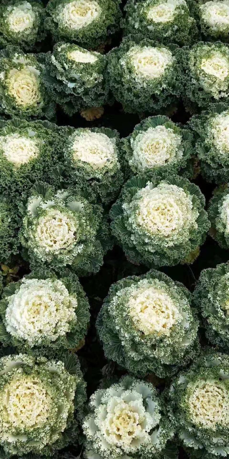 优质黄花菜苗