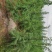陕西省周至县大田雪松货源充足欢迎老板考察