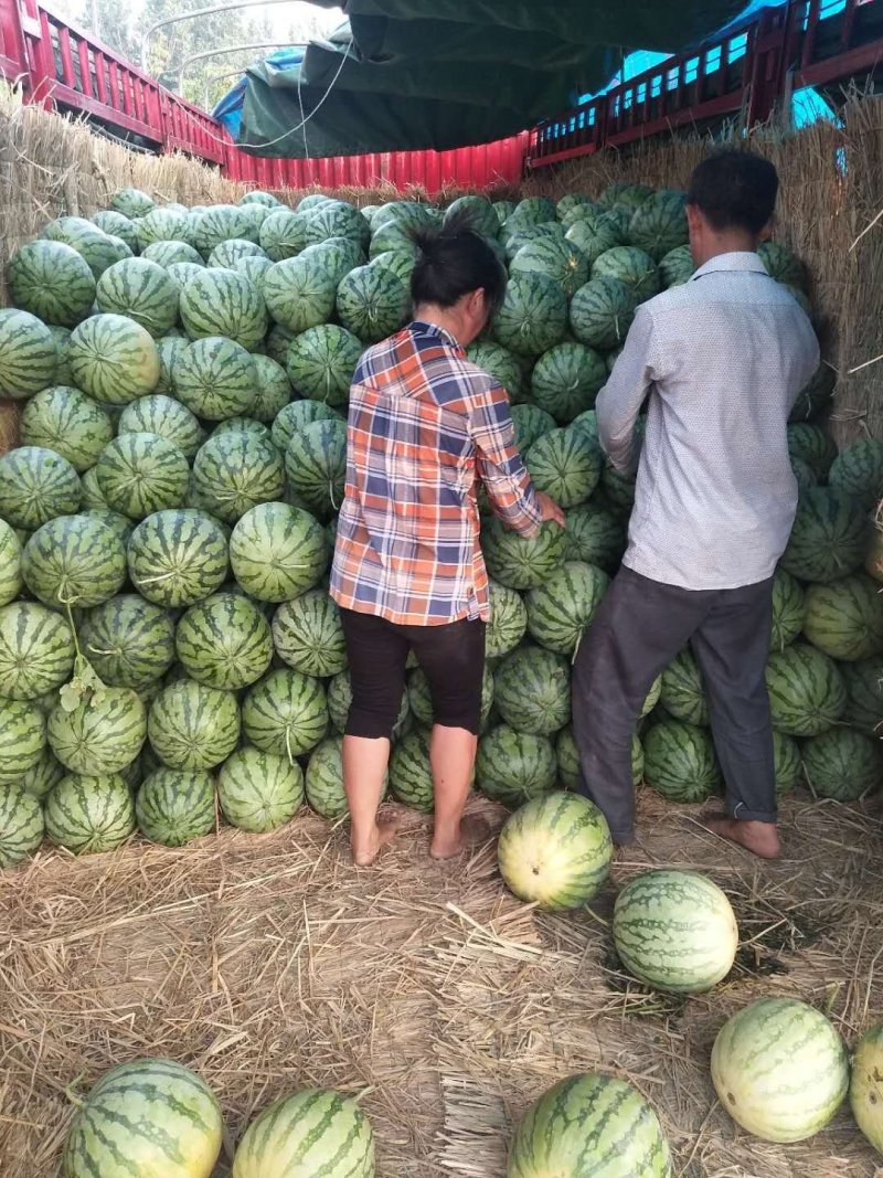 精品花无耔西瓜，个头大，好看，色泽鲜艳，口感脆甜！