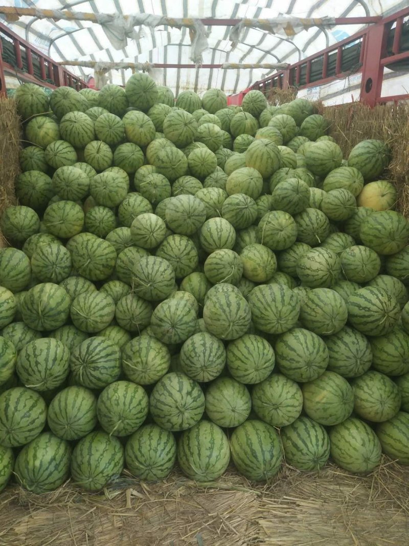 精品花无耔西瓜，个头大，好看，色泽鲜艳，口感脆甜！