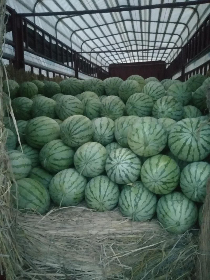 精品花无耔西瓜，个头大，好看，色泽鲜艳，口感脆甜！