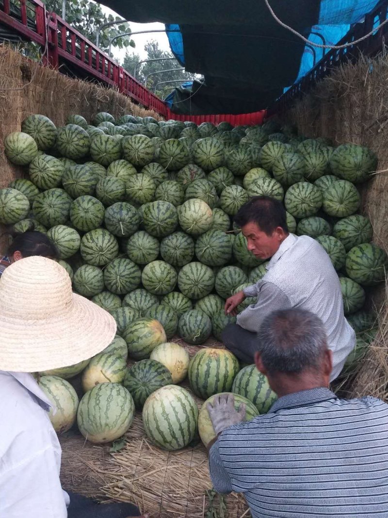 精品花无耔西瓜，个头大，好看，色泽鲜艳，口感脆甜！