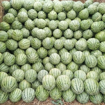 精品花无耔西瓜，个头大，好看，色泽鲜艳，口感脆甜！
