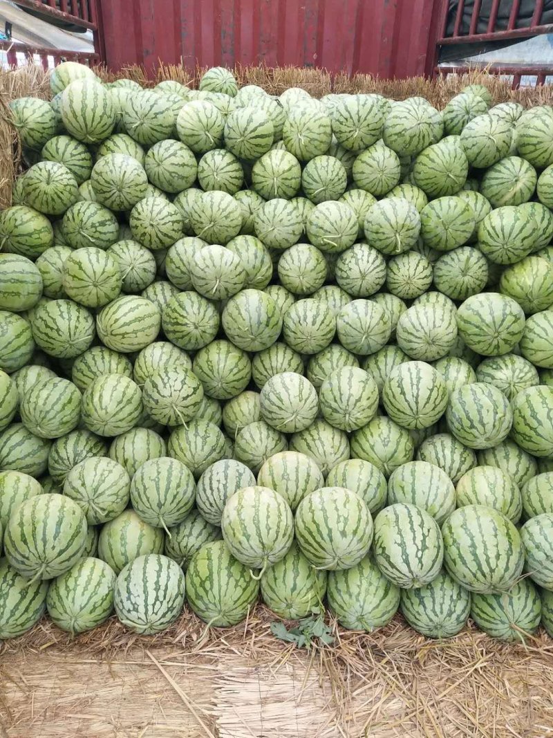 精品花无耔西瓜，个头大，好看，色泽鲜艳，口感脆甜！