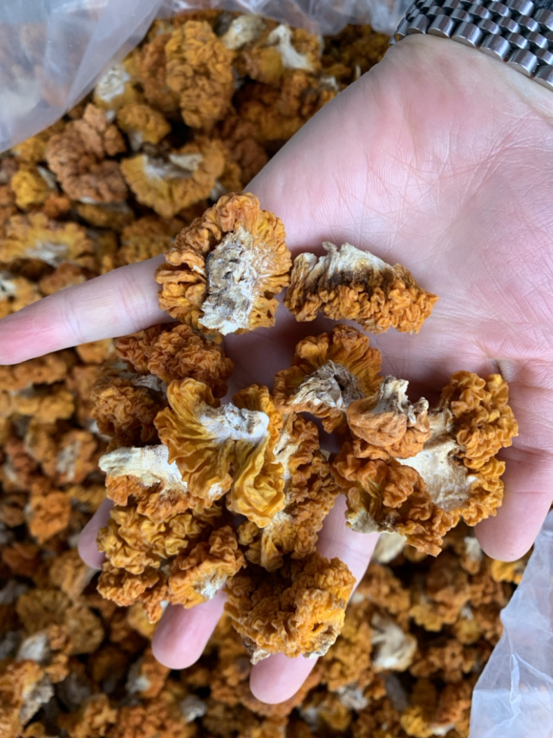 云南野生菌、人工菌干金耳