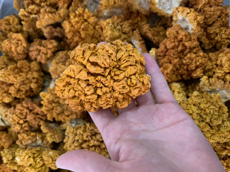 云南野生菌、人工菌干金耳