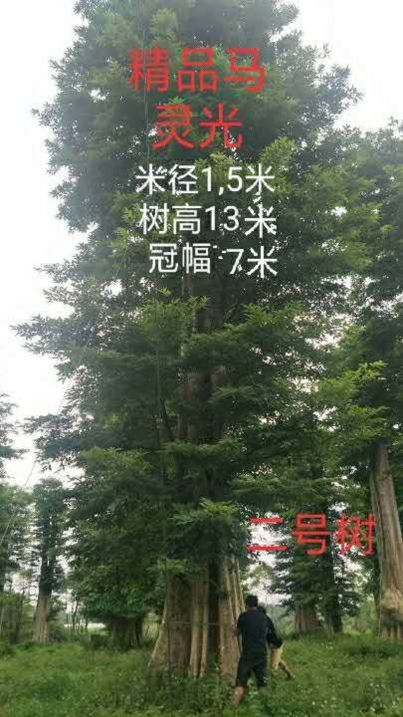 马灵木