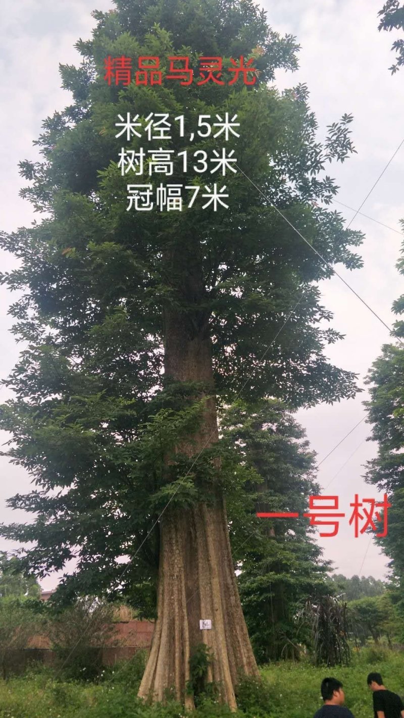 马灵木