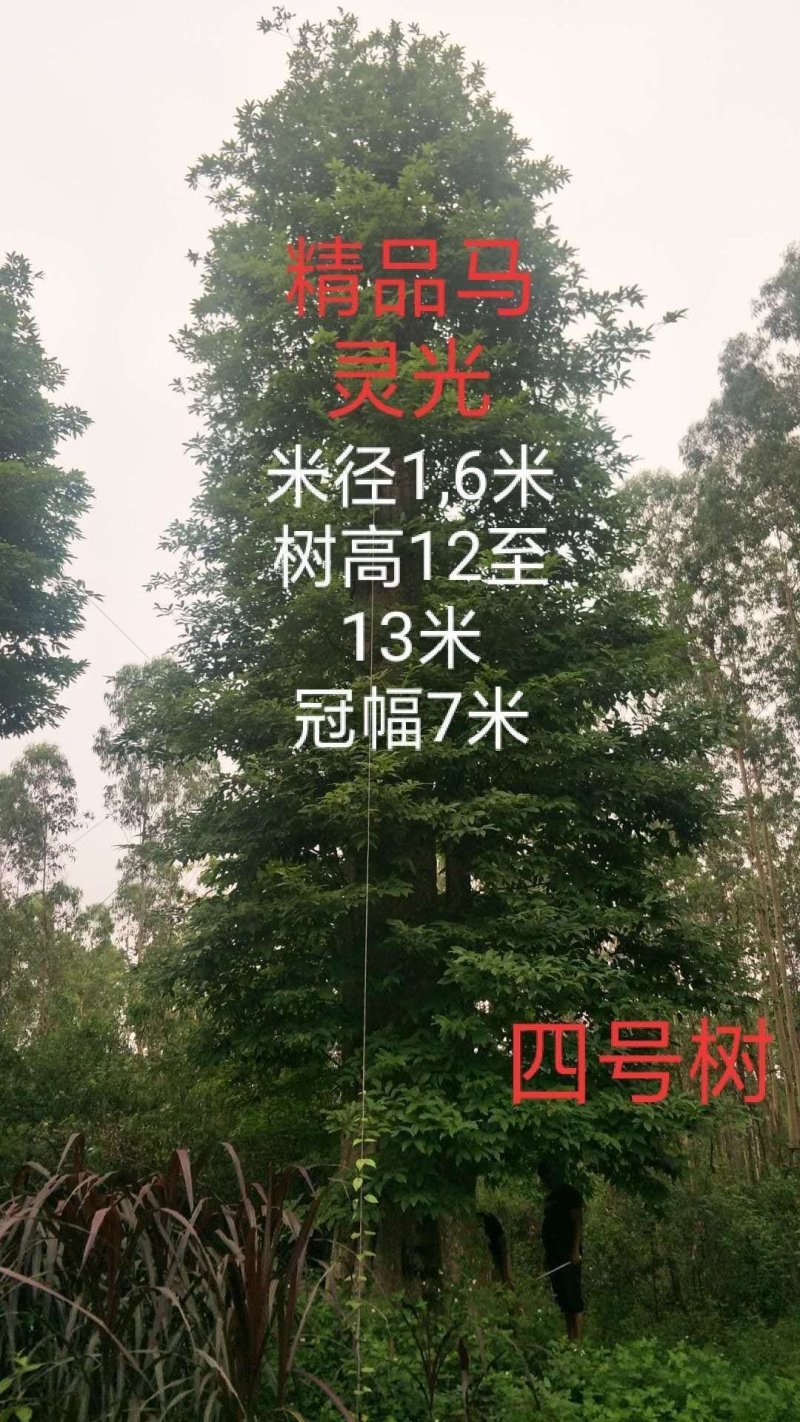 马灵木