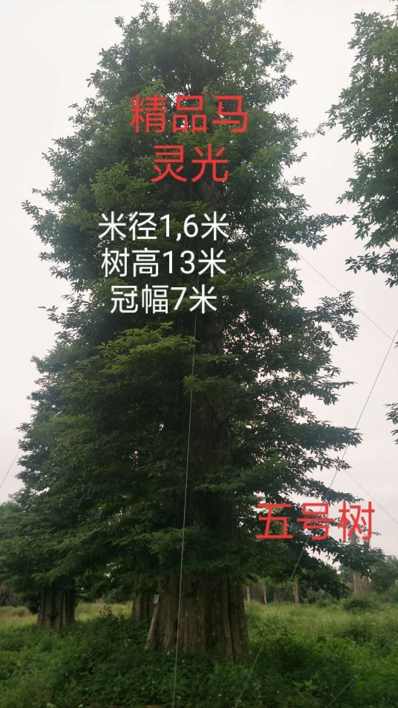 马灵木