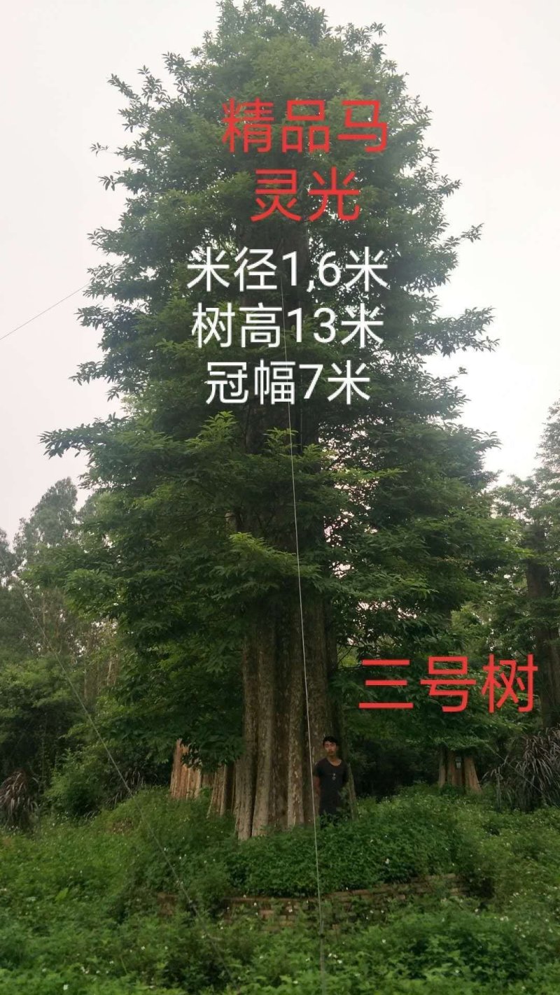 马灵木