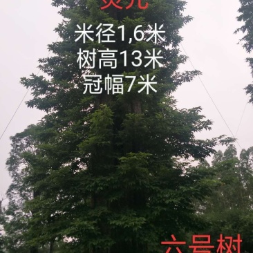 马灵木