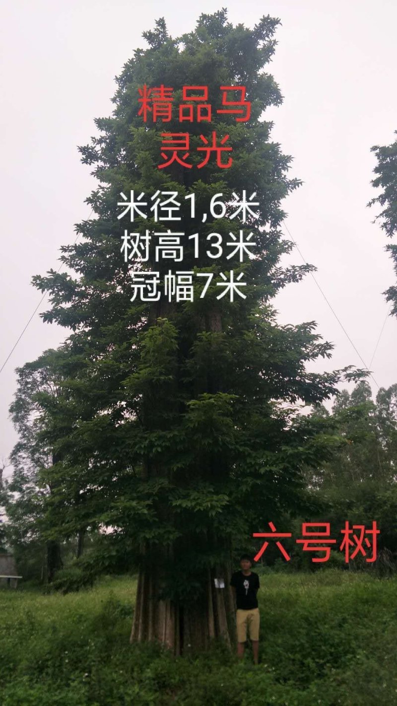 马灵木