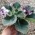 大岩桐，品质保障，基地直发