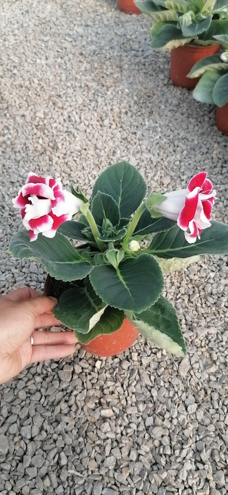 大岩桐，品质保障，基地直发