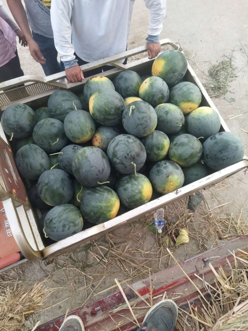 精品黑无籽，瓜皮薄，口感甜，色泽鲜艳，个头大，花形好看！
