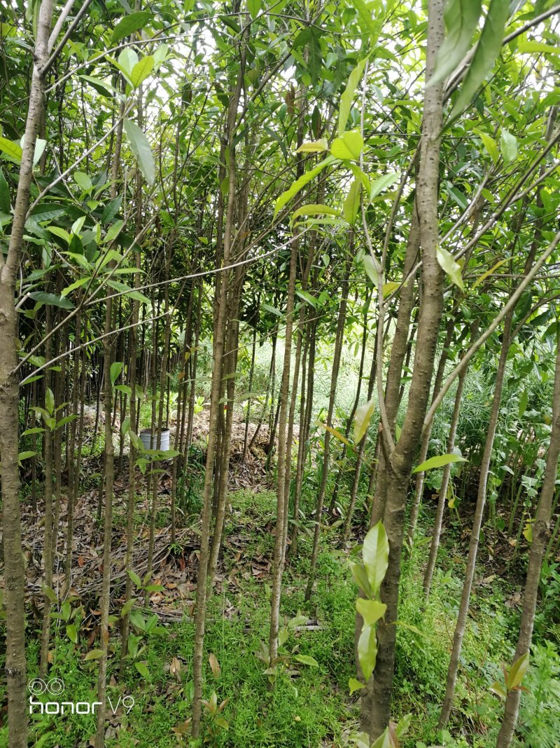 2公分桂花八月桂金桂丹桂自产自销价格实惠