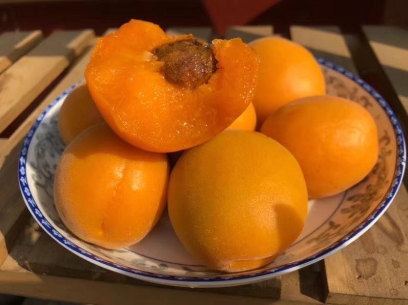 金太阳杏，丰原红杏，各种水果，产地直发，走货快，耐运输