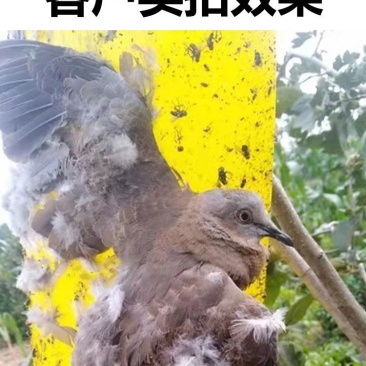 粘虫板黄板诱虫板黄蓝板小黑飞粘虫板蓟马粘虫板
