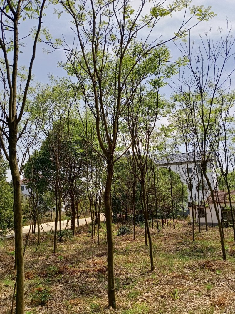 无患子精品货大量现货供应，欢迎有需要的新，老客户来实地考