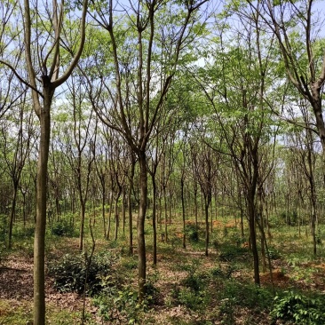 无患子精品货大量现货供应，欢迎有需要的新，老客户来实地考