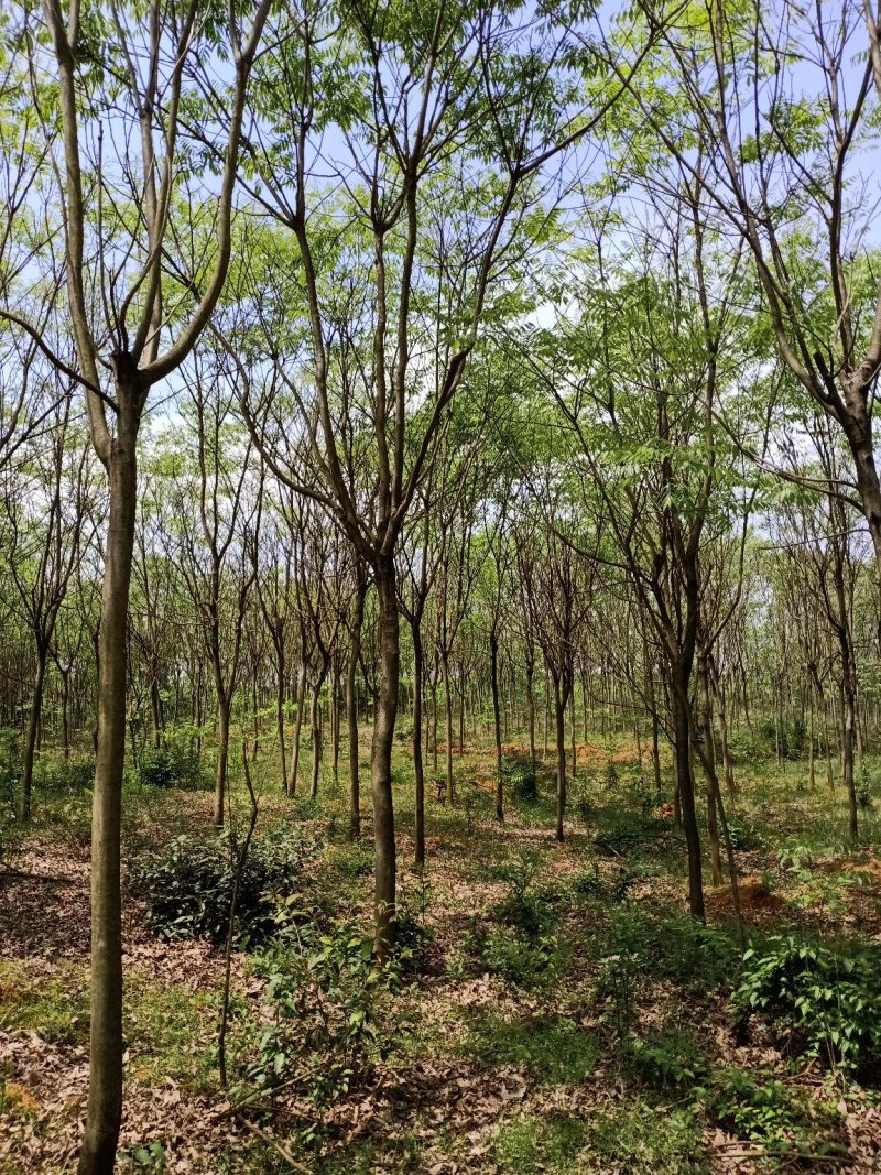 无患子精品货大量现货供应，欢迎有需要的新，老客户来实地考