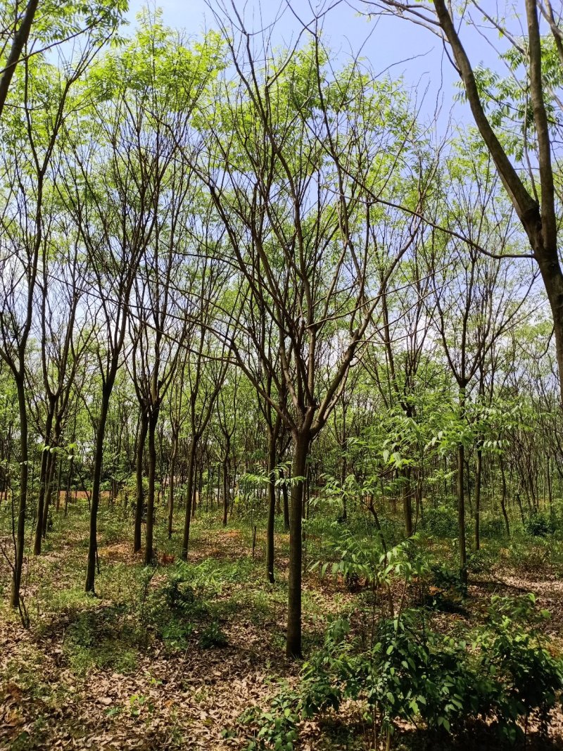 无患子精品货大量现货供应，欢迎有需要的新，老客户来实地考