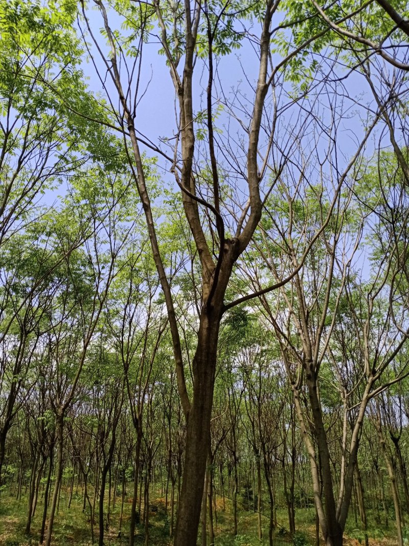 无患子精品货大量现货供应，欢迎有需要的新，老客户来实地考