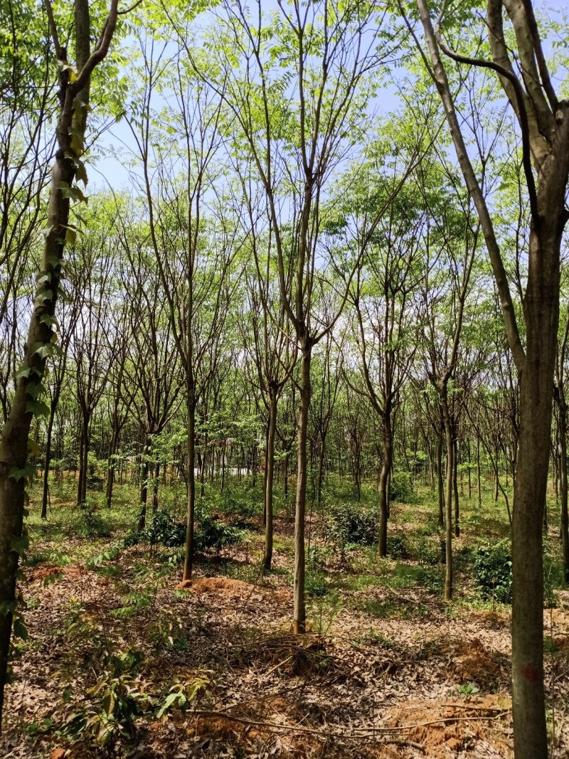 无患子精品货大量现货供应，欢迎有需要的新，老客户来实地考