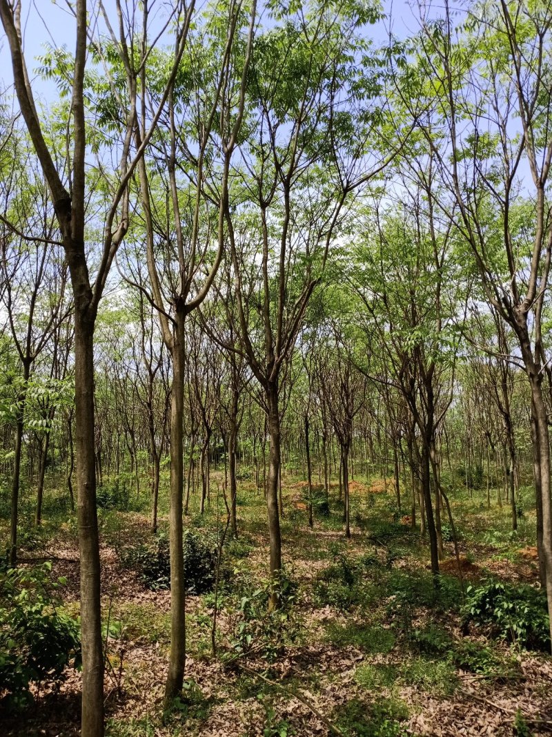 无患子精品货大量现货供应，欢迎有需要的新，老客户来实地考