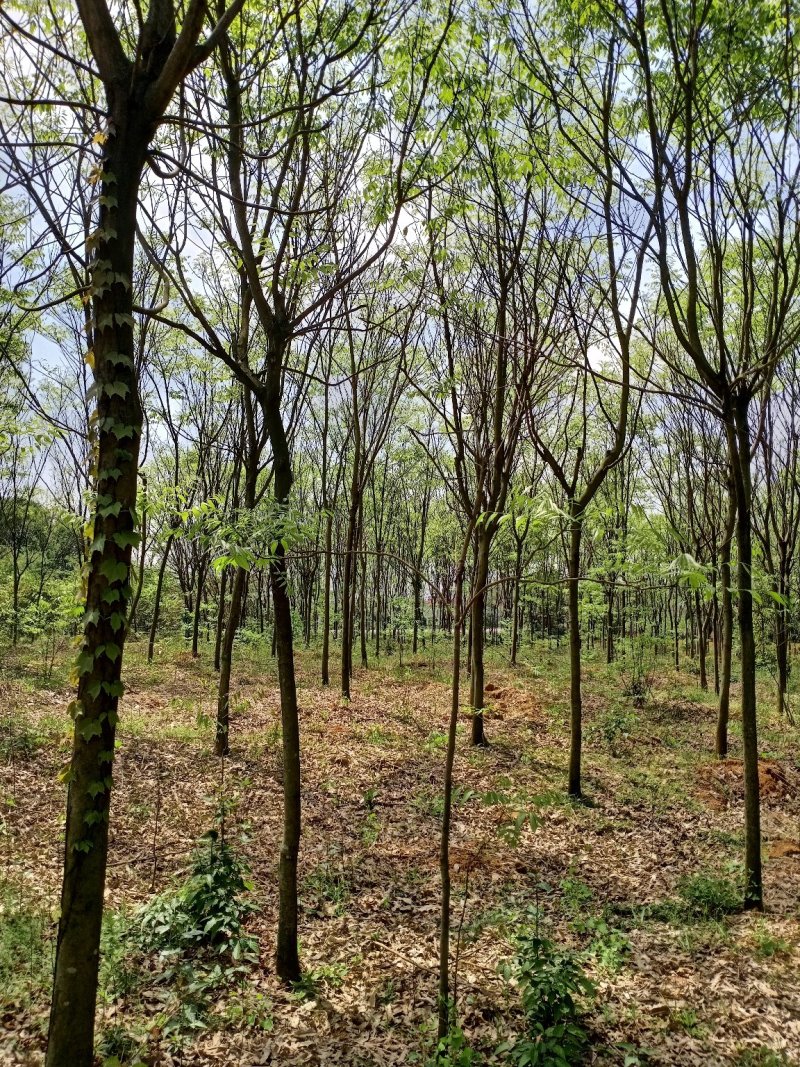 无患子精品货大量现货供应，欢迎有需要的新，老客户来实地考