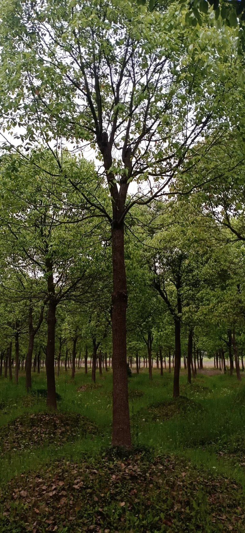 香樟精品货大量现货供应，欢迎有需要的新，老客户来实地考察