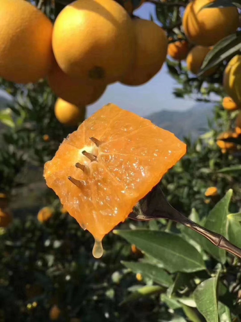 精品夏橙秭归夏橙产地批发诚信经营可视频看货！