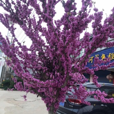 绿化苗木/灌木紫荆巨紫荆丛生紫荆大小规格齐全